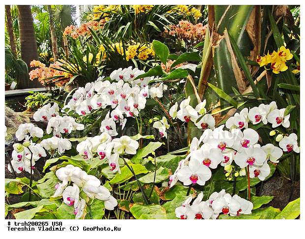 ������, ���-����, ���, ��� �������, ������������ ���, �������� �������, �������� ������, ���������, �������, ������ ��������, ������ �����, ����������� �����, ��������� ����������, �����, ������������ �����