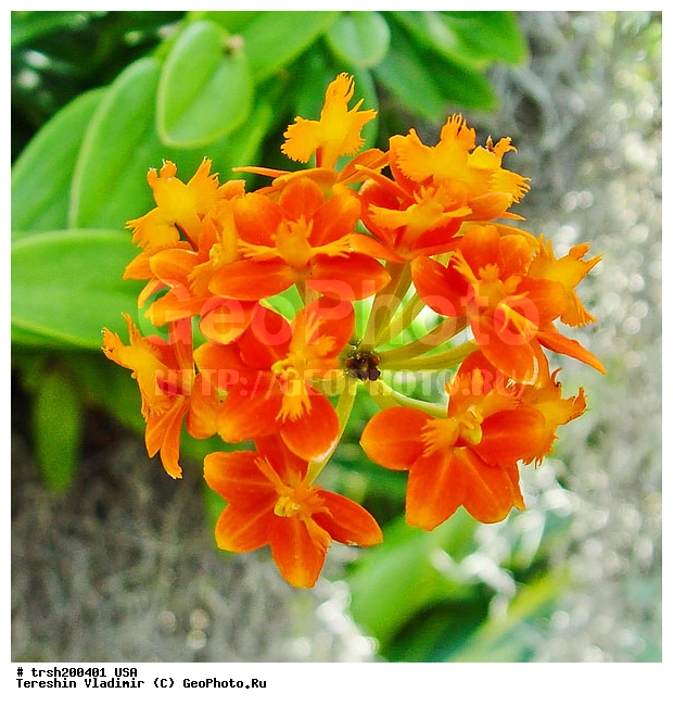 ������, ���-����, ���, ��� �������, ������������ ���, ��� ����������, �������� �������, �������� ������, ���������, �������, ������ ��������, ������ �����, ����������� �����, ��������� ����������, �����, ������������ �����