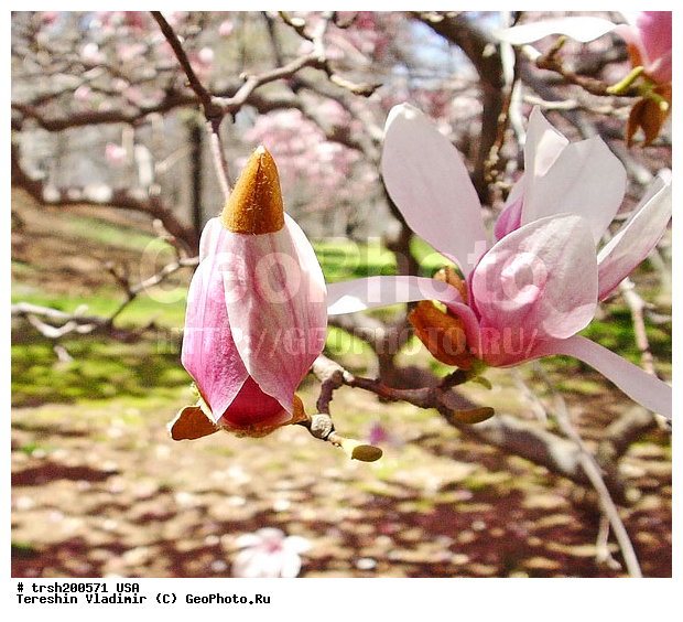 ������, ���-����, �����, ���, ������������ ���, ������ �����, �������� ������, �����