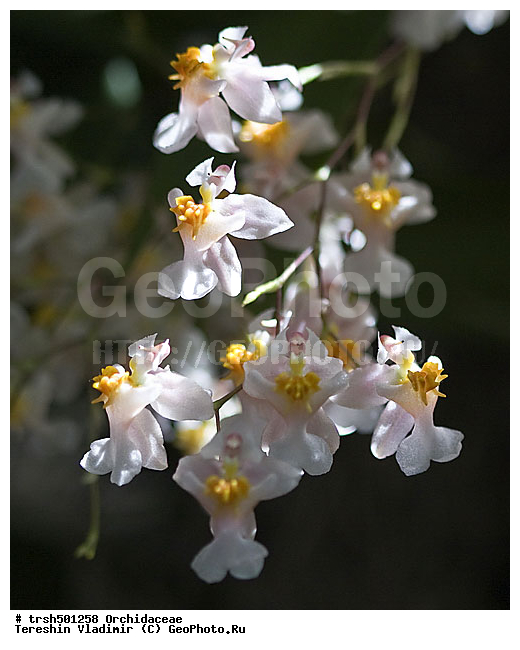 �����, ������, �������, ��������, �����