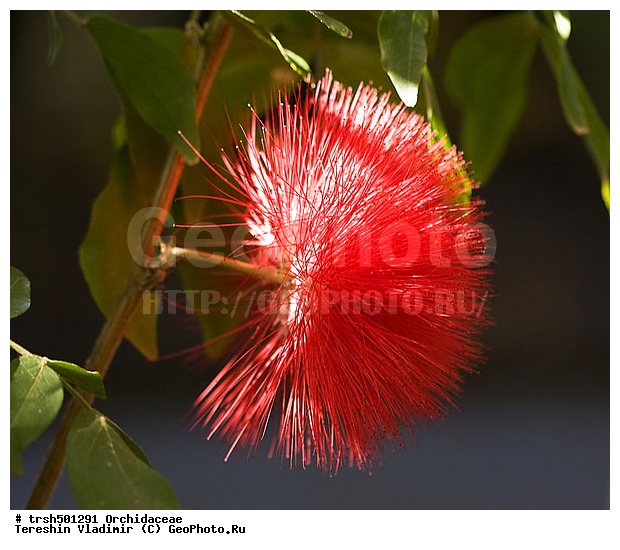 �����, ������, �����