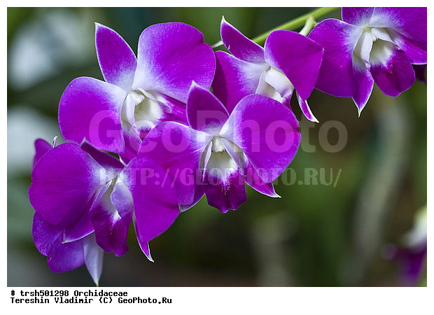 �����, ��� ����������, ������, �������, ��������, �����