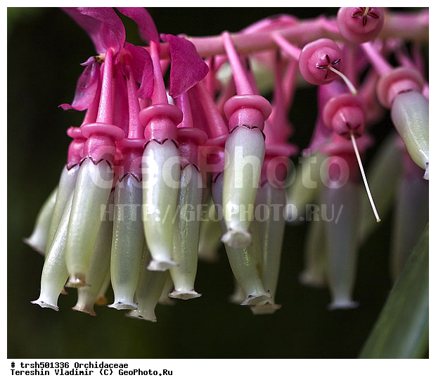 �����, ������, �����