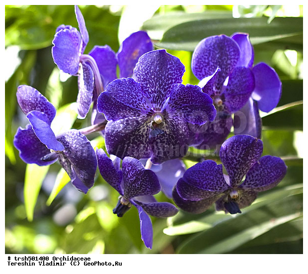 �����, ��� �����, ������, �������, ��������, �����