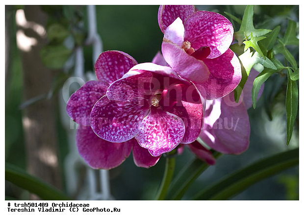 �����, ��� �����, ������, �������, ��������, �����