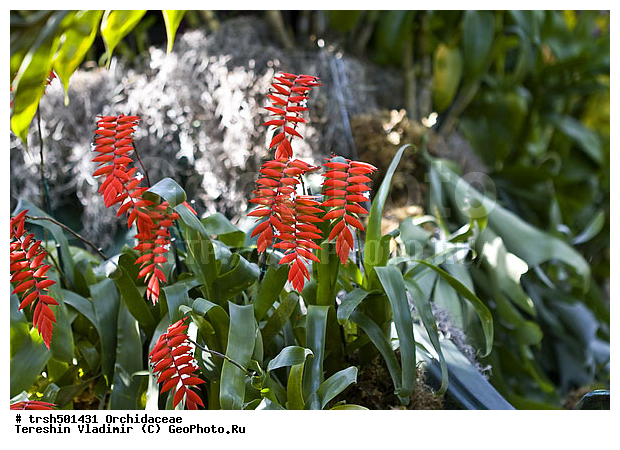 �����, ������, �����