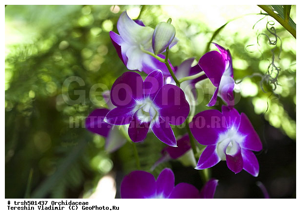 �����, ��� ����������, ������, �������, ��������, �����