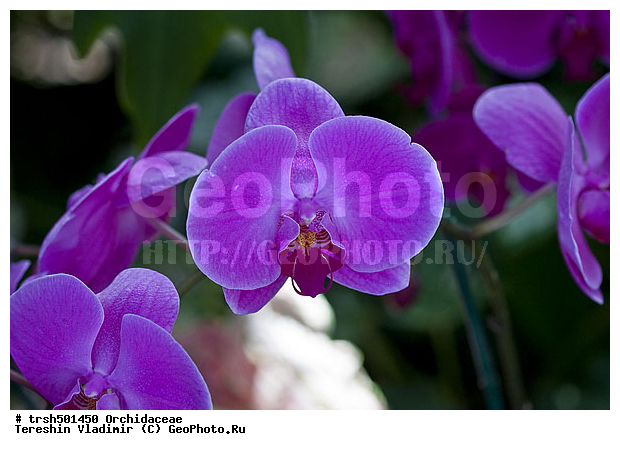 �����, ��� ����������, ������, �������, ��������, �����, ������ ��������, �����, ���������� ��������, ���������, ��������� ��������, ���������, ����������� ��������, ������, �����, �������, DONE, ��������, ������������, �������, aceae, ���������� ���������, Phalaenopsis hybridum, XYZ