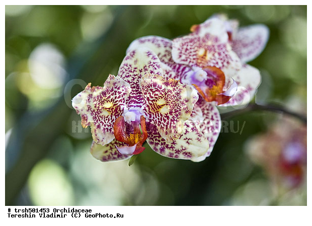 �����, ��� ����������, ������, �������, ��������, �����