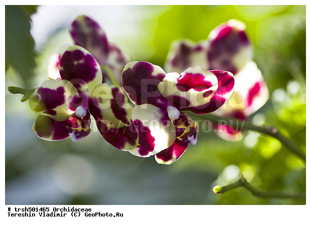 �����, ������, �������, ��������, �����