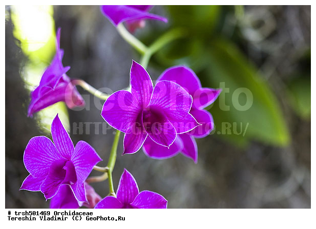 �����, ��� ����������, ������, �������, ��������, �����