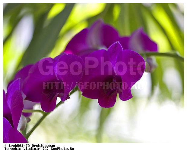 �����, ��� ���������� ����������, ������, �������, ��������, �����