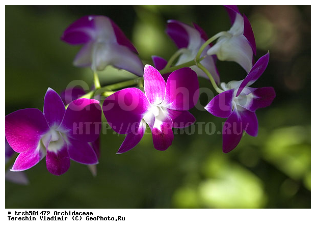 �����, ��� ����������, ������, �������, ��������, �����