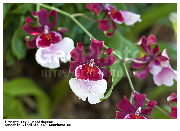 �����, ��� ������������ �������, ������, �������, ��������, �����