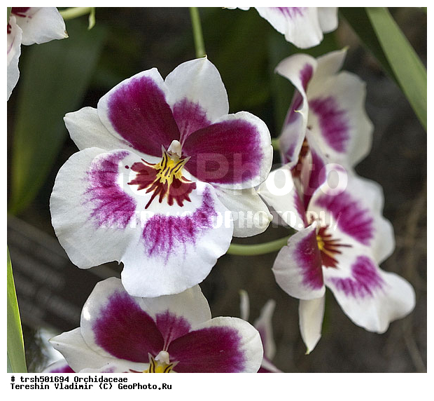 �����, ��� ���������, ������, �������, ��������, �����