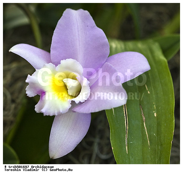 �����, ��� �������, ������, �������, ��������, �����