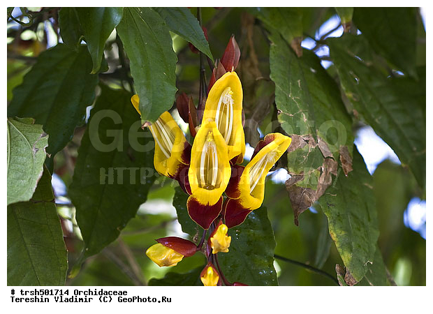 �����, ������, �������, ��������, �����