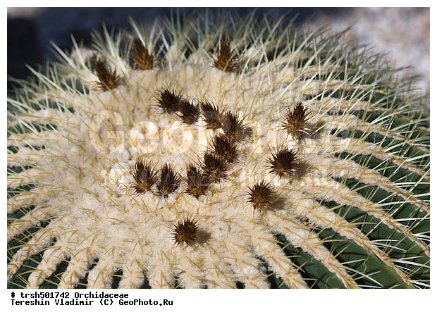 �����, ������, ������