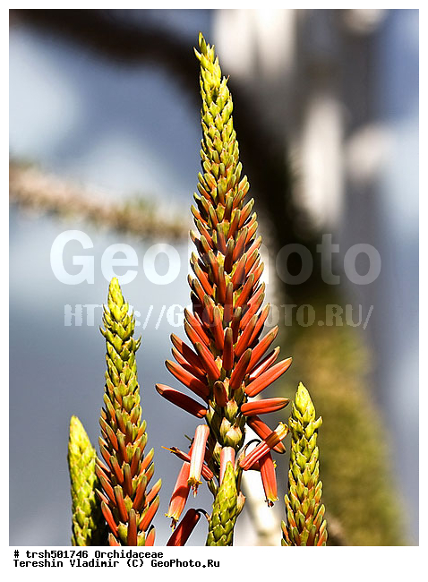 �����, ������, �����