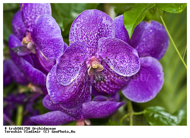 �����, ��� �����, ������, �������, ��������, �����