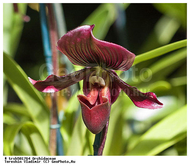 �����, ��� ������������, ������, �������, ��������, �����