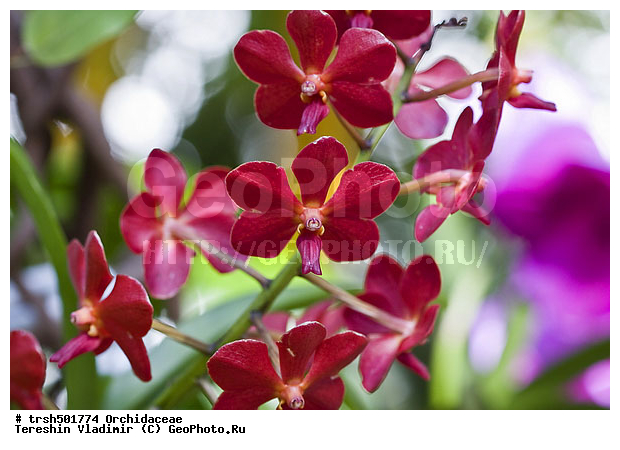 �����, ��� ����������, ������, �������, ��������, �����