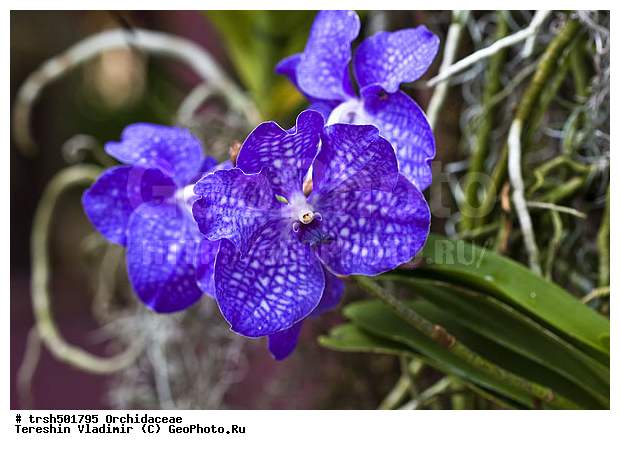 �����, ��� �����, ������, �������, ��������, �����