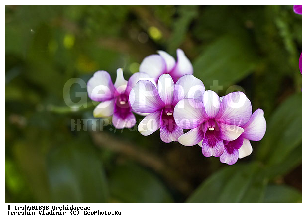 �����, ��� ����������, ������, �������, ��������, �����