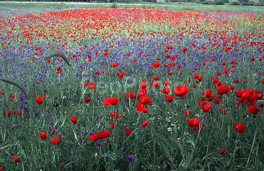 ������, �����, ���, �������, ���������, ����, �����������, �����, �����