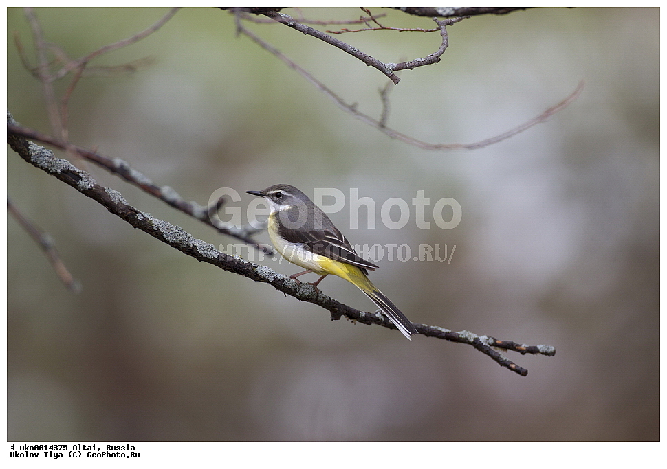 ���������� �����, ������, ��������, ��������, �����, �����, ��������, �����������, XYZ, �������������, Motacillidae, ������ ����������, Motacilla cinerea