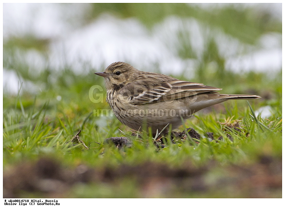  ���������� �����, ������, ��������, ��������, �����, �����, ��������, �����������, XYZ, �������������, Motacillidae, ������ �����, ������ �����, ������ �������, Anthus trivialis