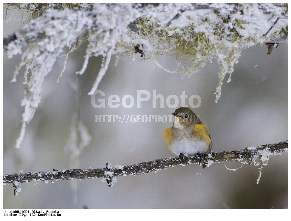 ���������� �����, ������, ��������, ��������, �����, �����, ��������, �����������, XYZ, ������������, Muscicapidae, �����������, Tarsiger cyanurus