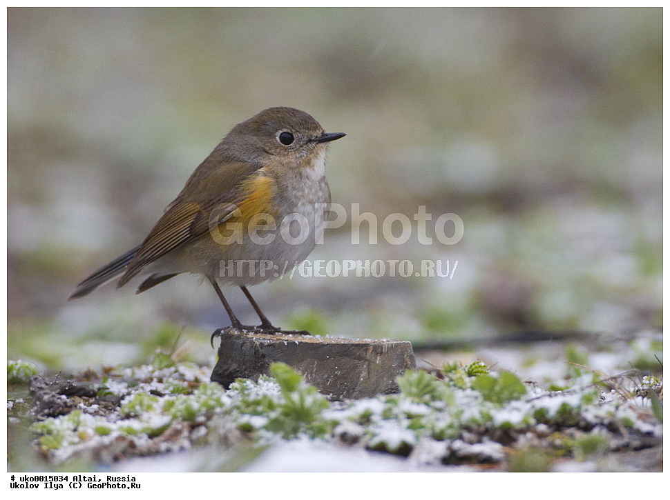 ���������� �����, ������, ��������, ��������, �����, �����, ��������, �����������, XYZ, ������������, Muscicapidae, �����������, Tarsiger cyanurus