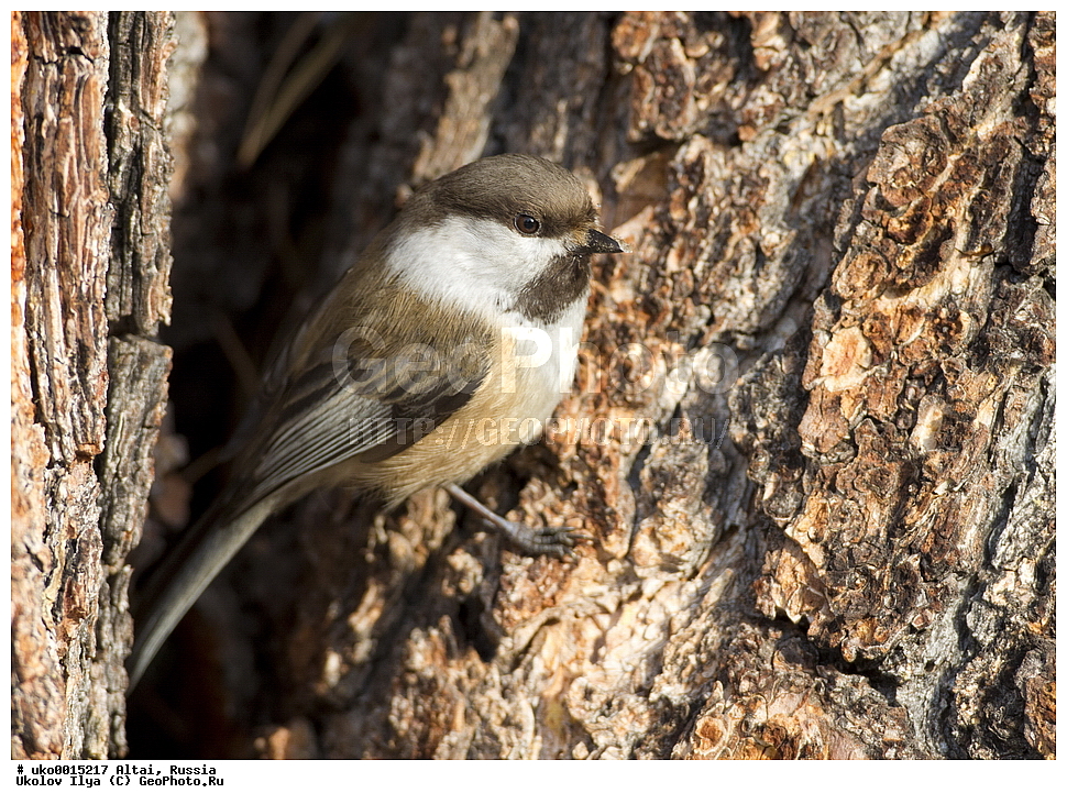 ���������� �����, ������, ��������, ��������, �����, �����, ��������, �����������, XYZ, ���������, Paridae, ����������� ������, ��������� ������, ����������� ������, Poecile cinctus, Parus cinctus