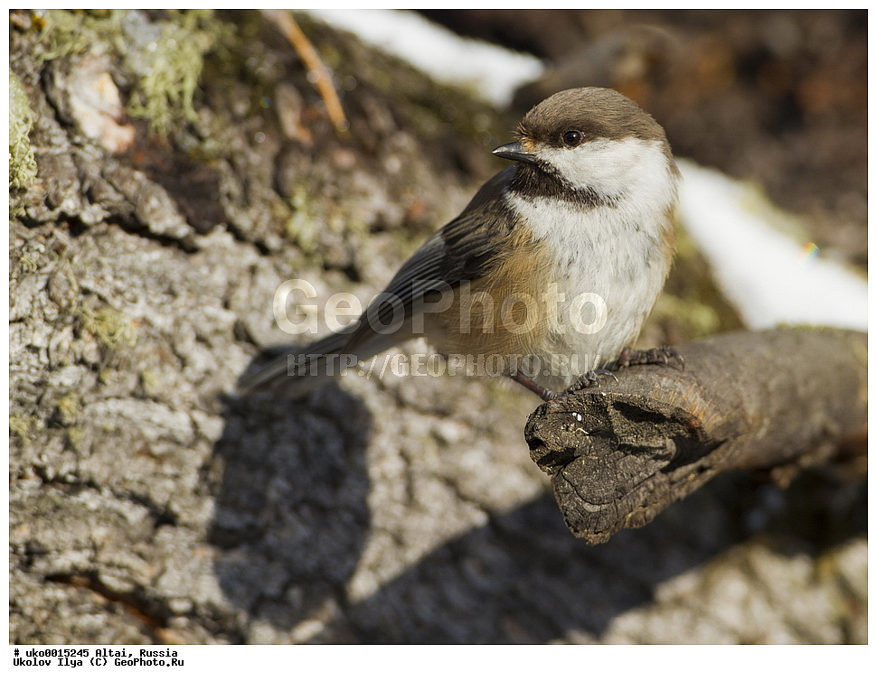 ���������� �����, ������, ��������, ��������, �����, �����, ��������, �����������, XYZ, ���������, Paridae, ����������� ������, ��������� ������, ����������� ������, Poecile cinctus, Parus cinctus