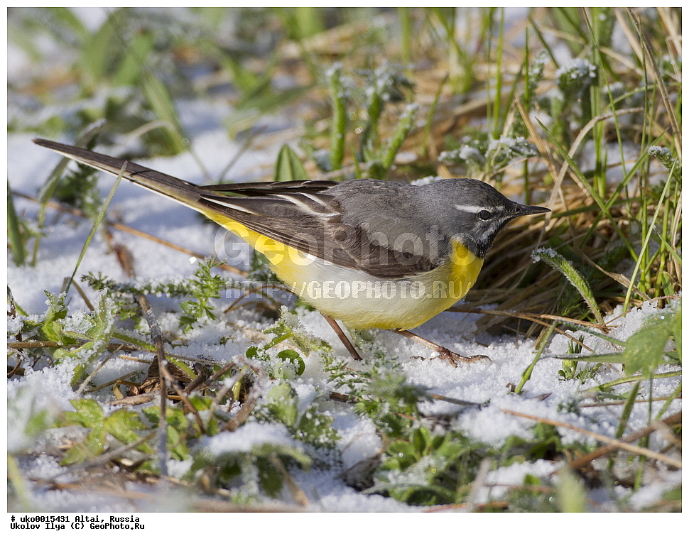 ���������� �����, ������, ��������, ��������, �����, �����, ��������, �����������, XYZ, �������������, Motacillidae, ������ ����������, Motacilla cinerea