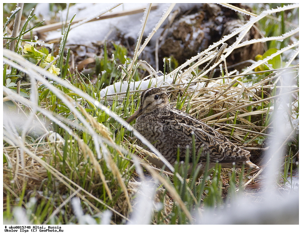 ���������� �����, ������, ��������, ��������, �����, �����, ��������, �����������, �����, ������, XYZ, ���������, Scolopacidae, ��������� �����, Gallinago stenura