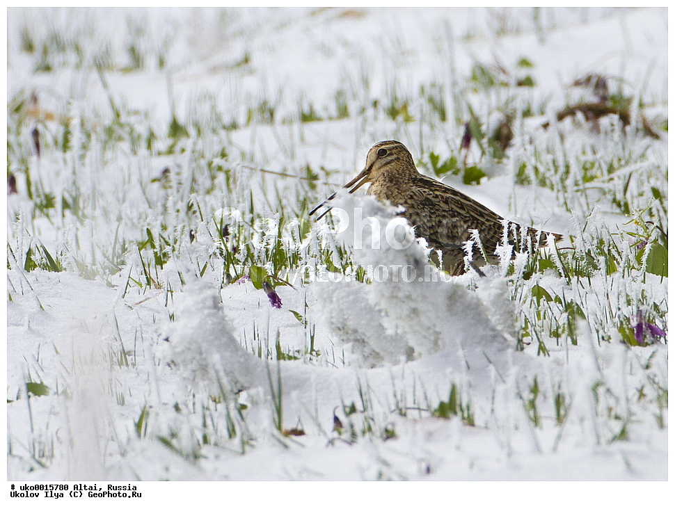 ���������� �����, ������, ��������, ��������, �����, �����, ��������, �����������, �����, ������, XYZ, ���������, Scolopacidae, ��������� �����, Gallinago stenura