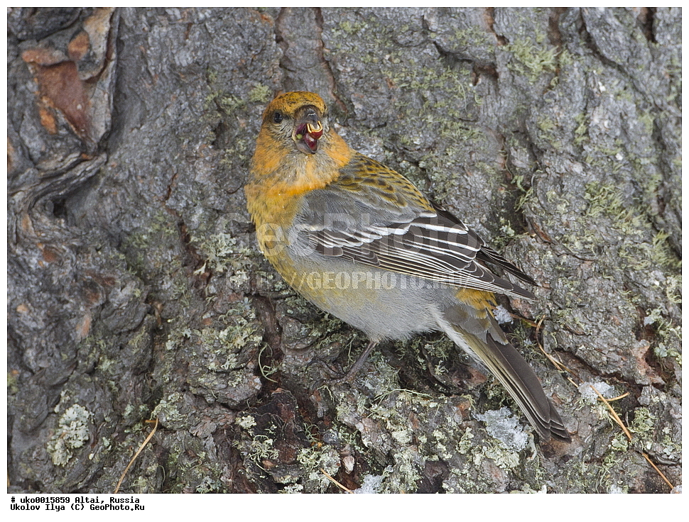 ���������� �����, ������, ��������, ��������, �����, �����, ��������, �����������, XYZ, ���������, Fringillidae, ������������ ���, ���, Pinicola enucleator