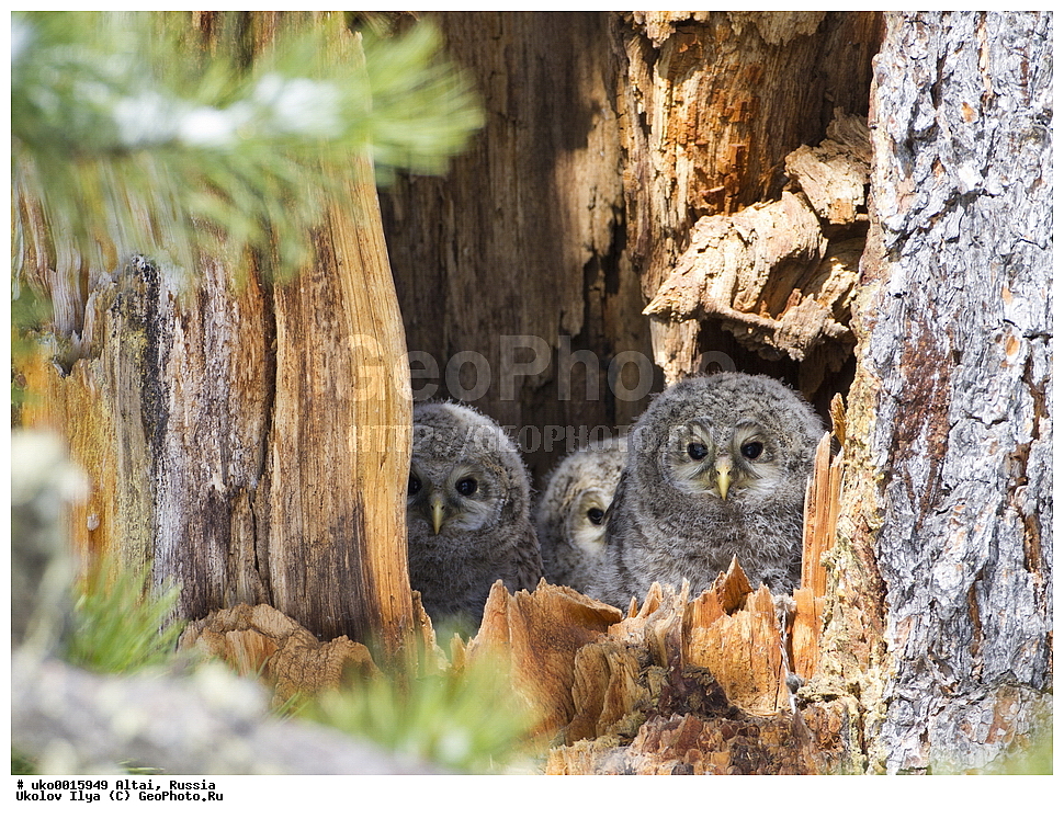 ���������� �����, ������, ��������, ��������, ������ �����, ������ �����, ��������, �����������, XYZ, �������, ��������� ����, Strigidae, ������������� �������, ��������� �������, Strix uralensis