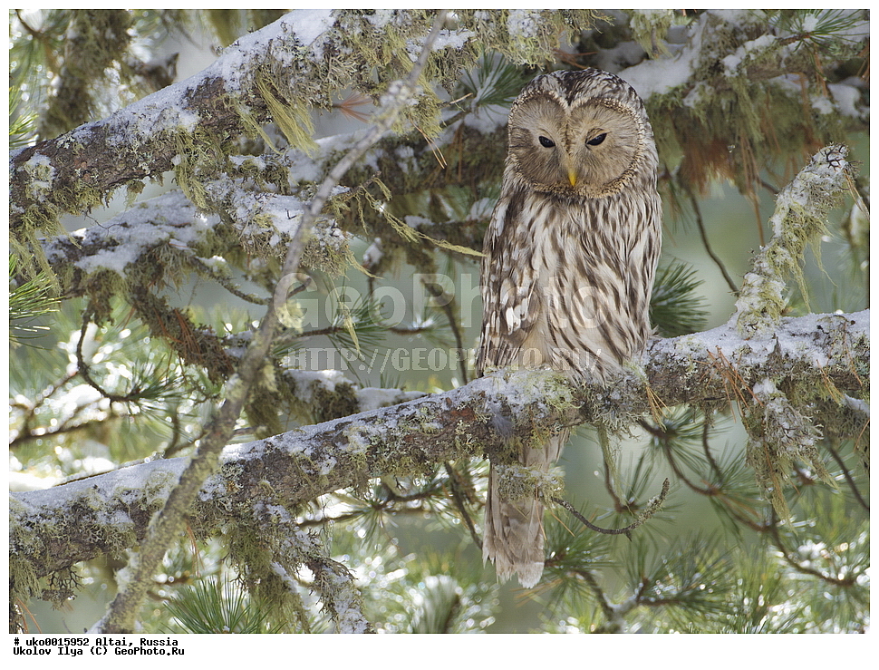 ���������� �����, ������, ��������, ��������, ������ �����, ������ �����, ��������, �����������, XYZ, �������, ��������� ����, Strigidae, ������������� �������, ��������� �������, Strix uralensis