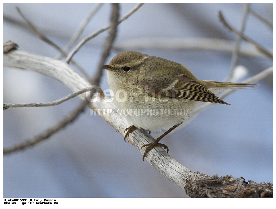 ���������� �����, ������, ��������, ��������, �����, �����, ��������, �����������, XYZ, ���������, Sylviidae, ����������, Phylloscopidae, ������� �������, ������� ��������, Phylloscopus humei, Abrornis humei