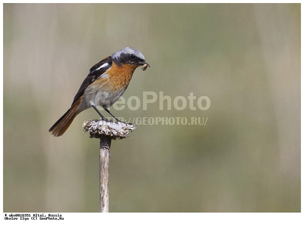 ���������� �����, ������, ��������, ��������, �����, �����, ��������, �����������, XYZ, ������������, Muscicapidae, ������������� �����������, ����������� �����������, Phoenicurus erythronotus, Adelura erythronota