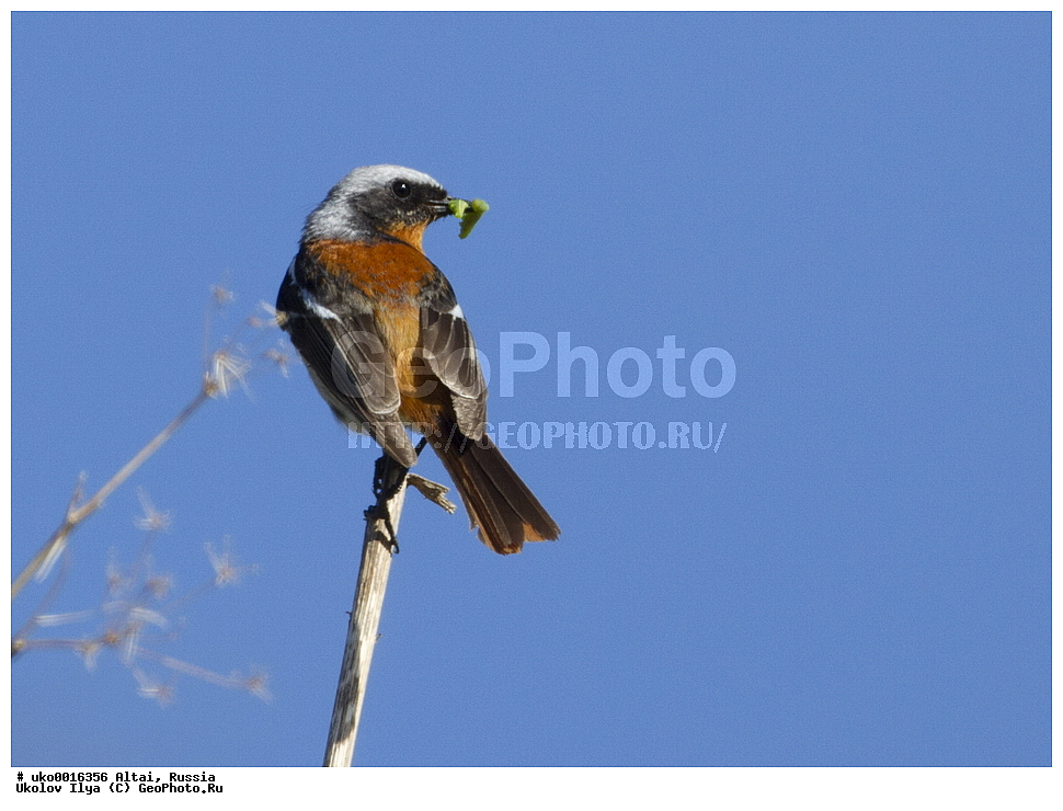 ���������� �����, ������, ��������, ��������, �����, �����, ��������, �����������, XYZ, ������������, Muscicapidae, ������������� �����������, ����������� �����������, Phoenicurus erythronotus, Adelura erythronota