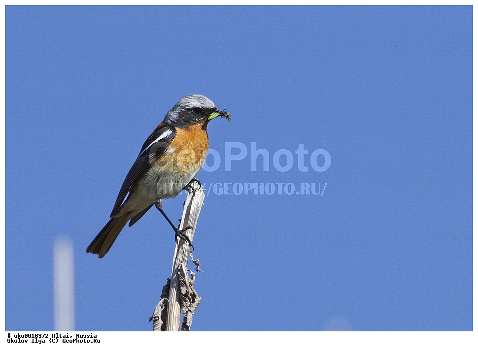 ���������� �����, ������, ��������, ��������, �����, �����, ��������, �����������, XYZ, ������������, Muscicapidae, ������������� �����������, ����������� �����������, Phoenicurus erythronotus, Adelura erythronota