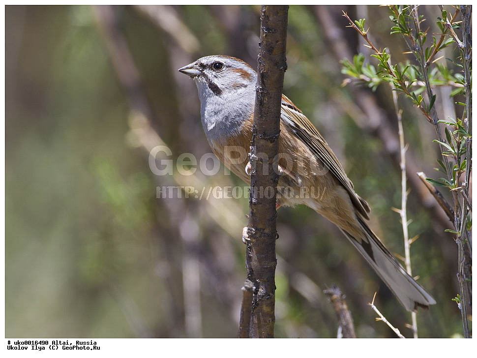 ���������� �����, ������, ��������, ��������, �����, �����, ��������, �����������, XYZ, ����������, Emberizidae, ������� �����������, ���������� �������, Emberiza godlewskii