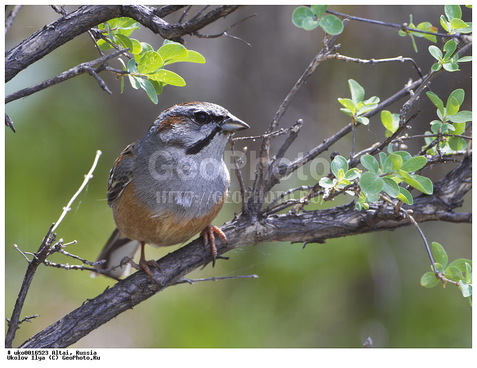 ���������� �����, ������, ��������, ��������, �����, �����, ��������, �����������, XYZ, ����������, Emberizidae, ������� �����������, ���������� �������, Emberiza godlewskii