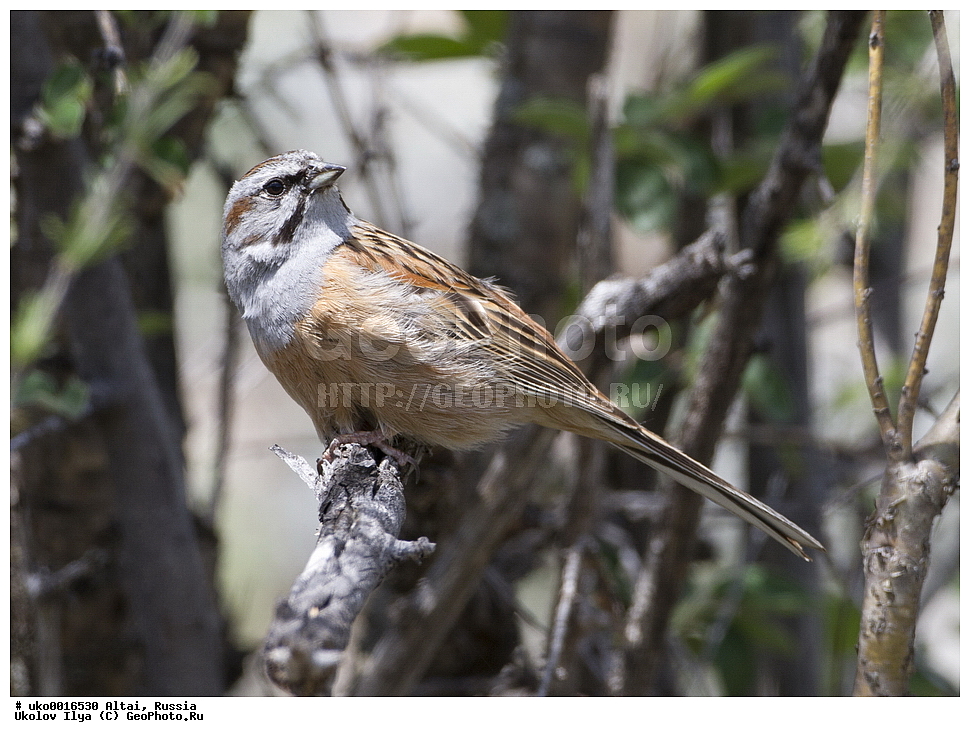 ���������� �����, ������, ��������, ��������, �����, �����, ��������, �����������, XYZ, ����������, Emberizidae, ������� �����������, ���������� �������, Emberiza godlewskii