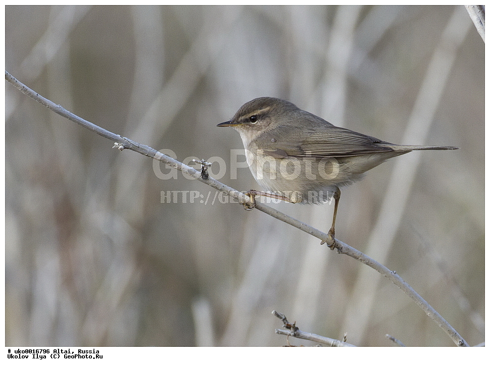  ���������� �����, ������, ��������, ��������, �����, �����, ��������, �����������, XYZ, ���������, Sylviidae, ����������, Phylloscopidae, ����� �������, Phylloscopus fuscatus