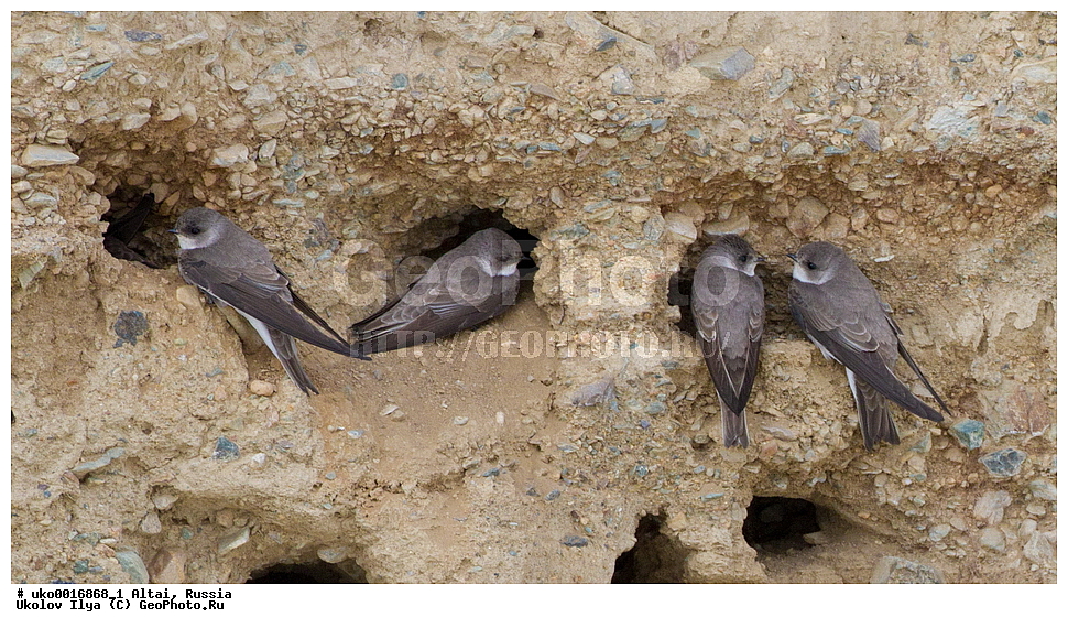 ���������� �����, ������, ��������, ��������, �����, �����, ��������, �����������, XYZ, �����������, Hirundinidae, ������� �����������, Riparia diluta